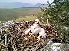 В Красноярском крае окольцуют птенцов редкого степного орла