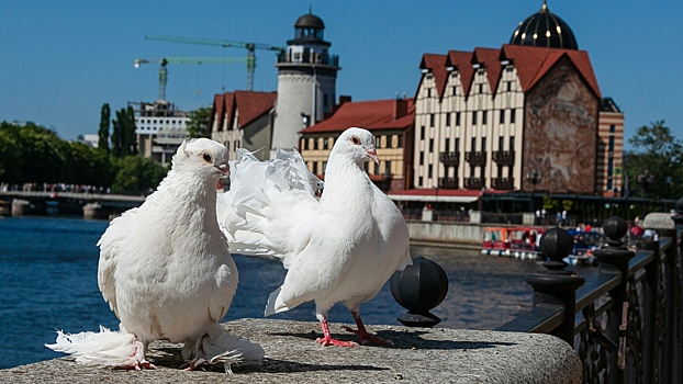 Опубликован список регионов лидеров по росту популярности гастротуризма