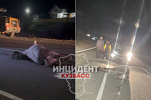 Машина отправила вышедшую на дорогу в Таштаголе лошадь в смертельный полет