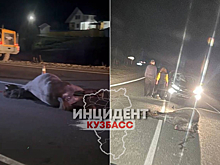 Машина отправила вышедшую на дорогу в Таштаголе лошадь в смертельный полет