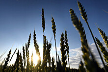 В РФ впервые появилась отредактированная пшеница