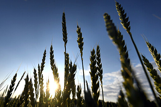 Грузия запретит экспорт пшеницы и ячменя, чтобы избежать дефицита этой продукции