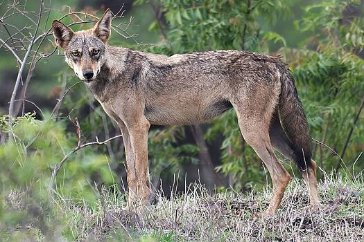 Ликвидирован растерзавший четверых детей волк-людоед