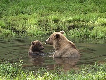 Медведица с медвежонком вышли к людям в Киясовском районе