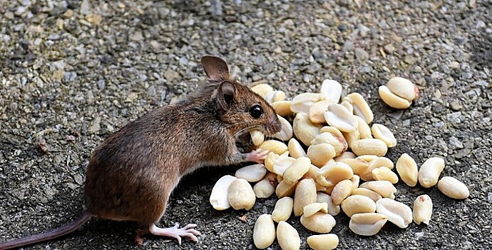 Роспотребнадзор в связи с листериозом в Испании призвал туристов селиться в районах без грызунов