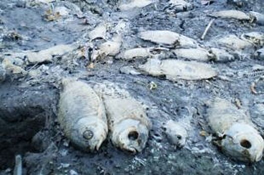 Почему в Волго-Ахтубинской пойме подо льдом плавает мертвая рыба?