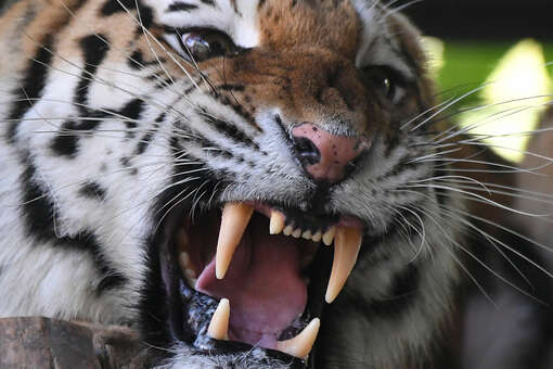 Женщина выжила после нападения амурского тигра под Уссурийском