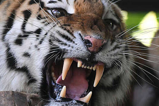 Зоолог Арамилев: хромого амурского тигра привезли в хоспис в Ленинградской области