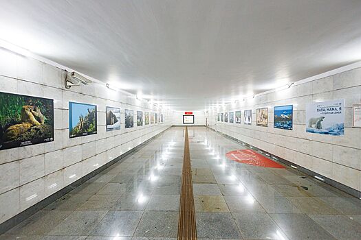Выставка фотографий семейств животных и птиц открылась в столичном метро