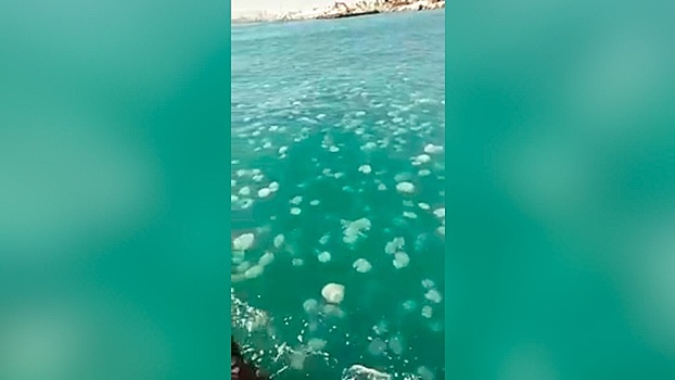 «Армия» медуз атаковала один из пляжей в Израиле: видео