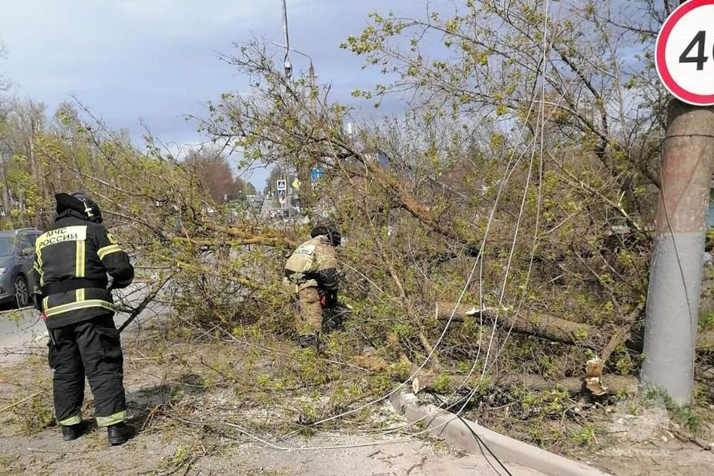 В Тульской области гроза повалила 50 деревьев