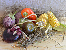 Россия разрешила импорт овощей из Турции