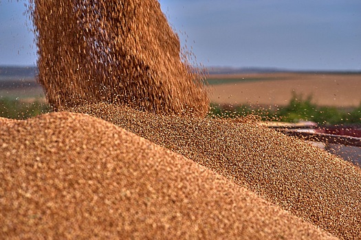 Квоту на экспорт зерна из России выбрали более чем на 60%
