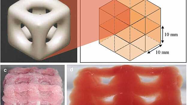 3D-принтер впервые напечатал мягкие ткани с помощью «быстрой заморозки»