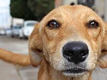 В аптечке собаковода должен быть витамин В6 – хабаровский ветврач