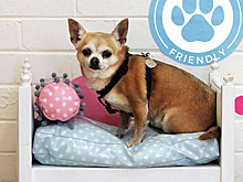 Россия вошла в Топ-5 по числу pet friendly отелей