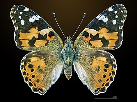 Ученые нашли насекомых со сверхспособностями