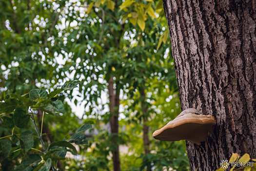 Власти продлили запрет на посещение лесов в Севастополе