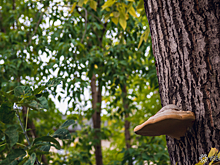 Власти продлили запрет на посещение лесов в Севастополе