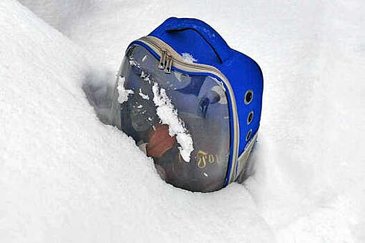 Хозяева поместили породистого кота в рюкзак и выкинули на улицу в Новосибирске