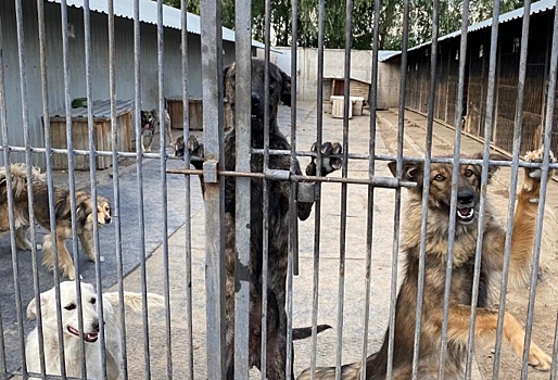 Депутат Законодательного Собрания Владимир Гуселетов посетил приют «Друг», готовит законопроект о ...