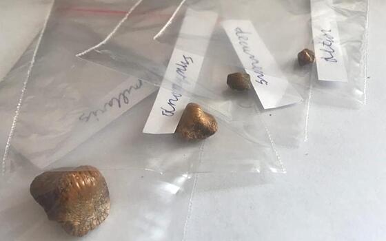 В американском журнале выйдет статья об ископаемых акулах из Шацкого района