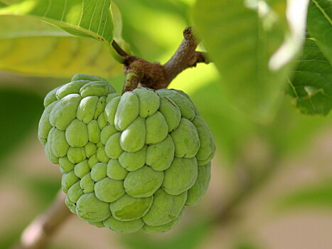 Черимойя: как выглядит «самый вкусный фрукт, известный людям»