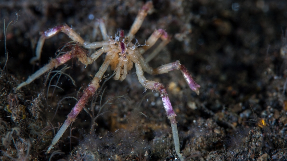 Ученые показали видео, как огромные глубоководные пауки ходят по дну возле Антарктиды