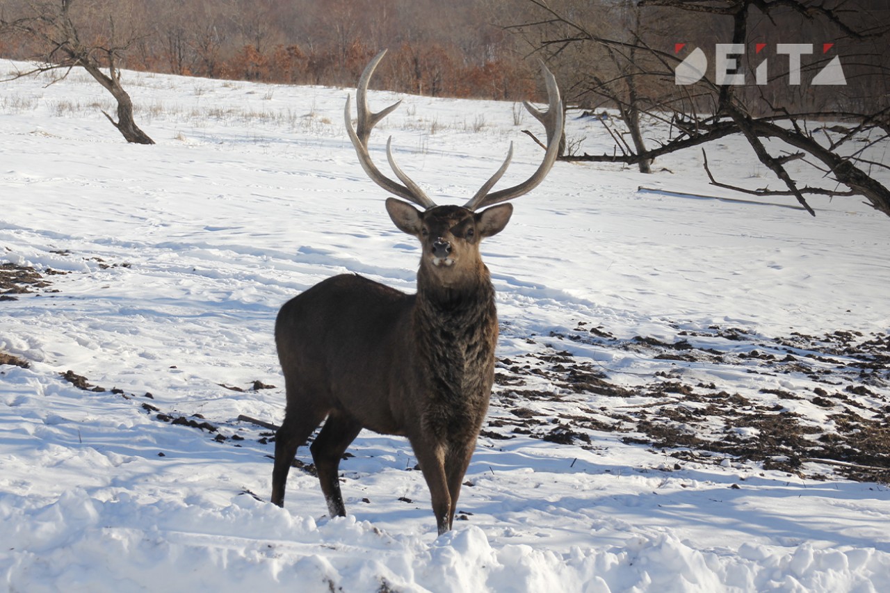 Олень убил смотрителя в дальневосточном зоопарке