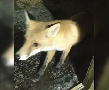 Житель Кулебакского района приручил дикого лиса