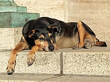В Госдуме рассказали, кто несет ответственность за нападение бездомных собак на людей