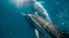 Стая дельфинов пыталась спасти утопающего пловца
