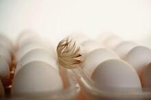 Цены на куриное яйцо в США выросли на 52% из-за вспышки птичьего гриппа