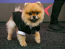 Переход в сеть: Как прошло открытие кинофестиваля «Балтийский онлайн-дебют»