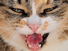 В Спас-Клепиках обнаружили бешенную кошку