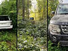 Угонщики спрятали 22 украденных авто в лесу, где промышлял Робин Гуд