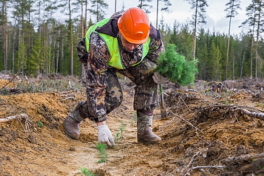 Новые резиденты СПВ и ТОР займутся проектами в области лесовосстановления