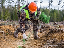 Новые резиденты СПВ и ТОР займутся проектами в области лесовосстановления