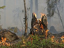В 2023 году лесные пожары в Пензенской области прошли 41,9 га