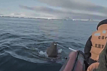 Появилось видео нападения моржа на экспедицию Северного флота