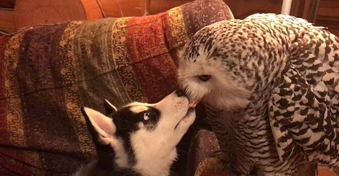 Хаски и полярная сова-неразлей вода: 7 фотографий, которые показывают искреннюю дружбу между собакой и птицей
