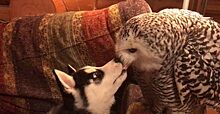 Хаски и полярная сова-неразлей вода: 7 фотографий, которые показывают искреннюю дружбу между собакой и птицей