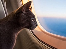 Авиакомпания Utair рассказала, как перевезти кошку или собаку в пассажирском кресле