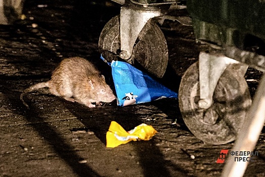 «Бегают целым табуном!» Центр Екатеринбурга заполонили крысы: жители в панике