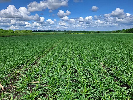 «Балтика» соберет урожай пивоваренного ячменя в 14 регионах России