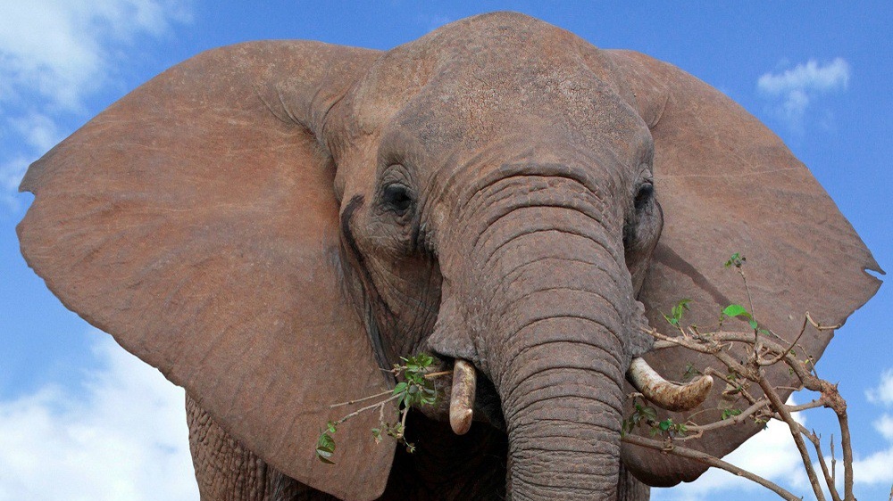 На улицах Самары заметили слона