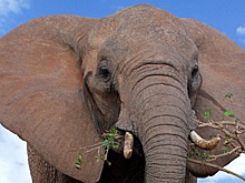 На улицах Самары заметили слона