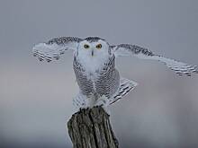 В центре российского города заметили редких птиц