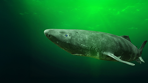 Всех переживёт: в чём секрет 500-летней гренландской акулы