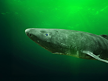 Всех переживёт: в чём секрет 500-летней гренландской акулы